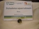 tricholoma squarulosum
